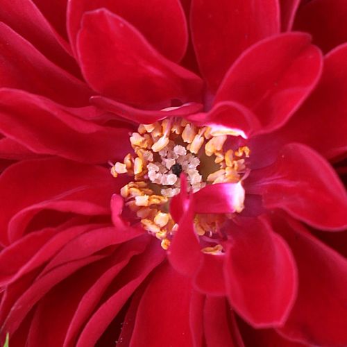 Rosa  Fekete István - róża z dyskretnym zapachem - Róże pienne - z drobnymi kwiatami - czerwony  - Márk Gergely - korona zwarta - -